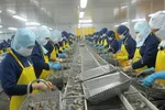 Tôm đông lạnh Việt tại Hungary bị phát hiện dư lượng thuốc thú y 