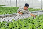 Mô hình trồng rau theo công nghệ cao của HTX Tuấn Ngọc đã được nhân rộng ra nhiều tỉnh, thành phố trong cả nước