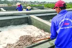 Tìm giải pháp tăng xuất khẩu nước mắm Việt