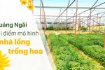 Quảng Ngãi thí điểm mô hình nhà lồng trồng hoa