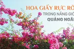 Hoa giấy rực rỡ trong nắng gió Quảng Ngãi