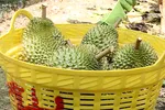 Sầu riêng cuối vụ giảm sâu