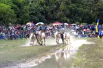 Sôi nổi ngày hội đua bò Bảy Núi