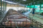 ĐBSCL chủ động bảo đảm nguồn cung thịt lợn cho thị trường Tết Bính Ngọ 2026