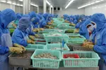 Tôm của Việt Nam bị rà soát thuế tại Mỹ 