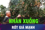 18 GIỜ HÔM NAY: Nhãn xuồng vào mùa thu hoạch, giá giảm mạnh