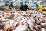 Nỗi lo khủng hoảng lương thực ở EU, cơ hội cho cá tra Việt Nam 