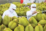 Ngành hàng rau quả dự báo thu về hơn 2 tỷ USD trong 4 tháng cuối năm