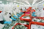 DN thuỷ sản lo thiệt hại hàng ngàn tỷ đồng với thủ tục tự công bố