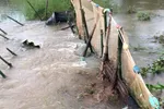 ĐBSCL: Mưa kết hợp triều cường làm sạt lở, vỡ đê bao