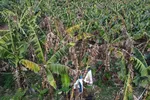 Một vườn chuối bị khô lá ở huyện Trảng Bom (Đồng Nai)