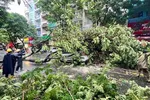 Cây ngã đổ tại TPHCM sau những đợt mưa vừa qua