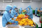 Công nhân sản xuất xoài sấy dẻo tại Công ty TNHH TM chế biến nông sản thực phẩm Tuấn Đạt (TPHCM)