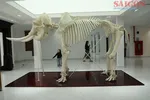 Ngay từ lối vào bảo tàng, du khách được chiêm ngưỡng bộ xương voi nguyên bản. Ảnh: ĐOÀN KIÊN