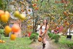 Đà Lạt ngập sắc cam mùa hồng chín