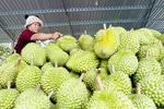 Thu hoạch sầu riêng xuất khẩu ở Tây Nguyên. Nguồn ảnh: BỘ NÔNG NGHIỆP VÀ MÔI TRƯỜNG