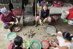 Nghề tách ruột hàu bên dòng Nhật Lệ