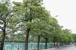 Cây hoa sữa trên một tuyến đường Hà Nội. Ảnh: ANH VŨ