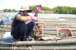 Hàu của ngư dân Bà Rịa - Vũng Tàu đến kỳ thu hoạch nhưng vắng bóng người mua