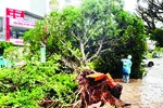 Bão số 1 vào Quảng Ninh, gió giật cấp 11