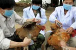 Technical staff inject chickens with the bird flu vaccine in Shangsi, China in April 2013: we must continue to strengthen collaboration between the animal and human health sectors. © Reuters