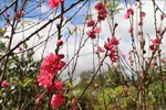Branches of peach blossoms (File photo: VNA)