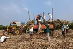 Ấn Độ có thể cấm xuất khẩu đường lần đầu tiên sau 7 năm 