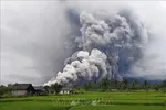Tro bụi phun lên từ núi lửa Semeru ở Lumajang, Đông Java, Indonesia, ngày 19-11-2025. Ảnh minh họa: THX/TTXVN
