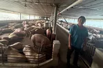 Hơn 10.000 tấn heo được 'vỗ béo' bằng chất cấm đã ra thị trường