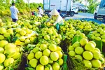 Xuất khẩu rau quả: Thời cơ đầu tư phát triển bền vững