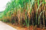 Ngành mía đường: Sức khỏe yếu, dễ tổn thương