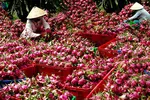 Tham gia chuỗi giá trị toàn cầu: Lối thoát cho nông sản Việt