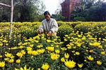 Làng hoa cúc Bình Định lo mất vụ tết
