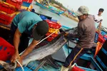 Trúng cá "khủng" nhưng giá rẻ bèo, ngư dân Quảng Ngãi chịu lỗ
