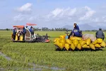 Giá lúa tăng nhẹ sau quyết định cho xuất khẩu gạo trở lại