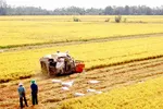 ĐBSCL: Gia tăng diện tích lúa hay giữ “túi chứa nước”