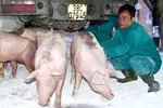 Ồ ạt nhập heo giống từ Thái Lan vì “siêu rẻ“