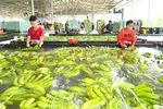 Thu hoạch chuối xuất khẩu tại Công ty TNHH một thành viên Bò sữa TPHCM, tại huyện Củ Chi Ảnh: VIỆT DŨNG