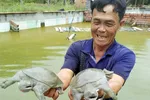 Nhiều nông dân thành tỷ phú nhờ nuôi…ruồi, ốc, ba ba, cá đặc sản