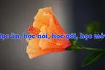 Học ăn, học nói, học gói, học…viết 