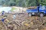 Quảng Ngãi: hàng chục khối gỗ theo lũ đổ về, người dân đổ xô đi vớt
