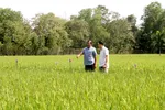 Nhiều ý kiến trái chiều về việc chọn gạo ST25 đi thi "World's Best Rice 2020"