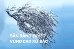 Săn băng tuyết vùng cao xứ Bắc
