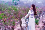 Thiếu nữ trong trang phục áo dài giữa vườn đào Nhật Tân.