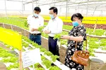 Lãnh đạo Sở Công thương TPHCM thực tế tại một trang trại trồng xà lách thủy canh ở Lâm Đồng để cung ứng thị trường tết.