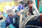 Ngư dân Bà Rịa - Vũng Tàu vận chuyển lưới lên tàu chuẩn bị cho chuyến mở biển đầu năm