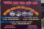 Nghi vấn quanh vụ mua bán lan var Ngọc Sơn Cước 250 tỷ đồng ở Quảng Ninh