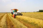 Nâng cao hiệu quả sản xuất lúa cho 8 tỉnh ĐBSCL