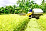Nông dân ĐBSCL thu hoạch lúa đông xuân trong niềm vui được mùa - được giá Ảnh: CAO LONG