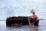 Phụ nữ đang vớt rong câu lên bè xốp để mang vào bờ phơi.